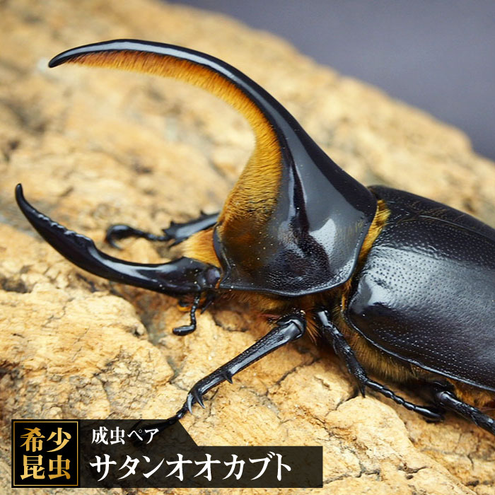 【ふるさと納税】サタンオオカブト成虫ペア吉野ヶ里町/ドルクス佐賀[FBS002]