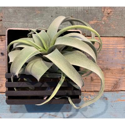 ふるさと納税 和泉市 COBA(85)アイアン花器(ロビン200角)