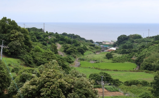 多良岳オレンジ海道より田島柑橘園＆加工所を望む