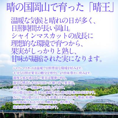 ふるさと納税 浅口市 【発送月固定定期便】先行予約 9月10月 2回定期便 シャインマスカット晴王 2房約1.2kg全2回 |  | 01