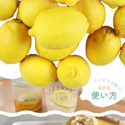 ふるさと納税 北山村 秀品　紀州有田産レモン2.5kg※2027年3月上旬頃〜3月下旬頃に順次発送予定【uot776】 |  | 03