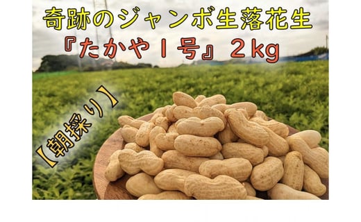 
                  ＜10月より発送＞【朝採り】新・奇跡のジャンボ生落花生「たかや１号」約２kg
                
