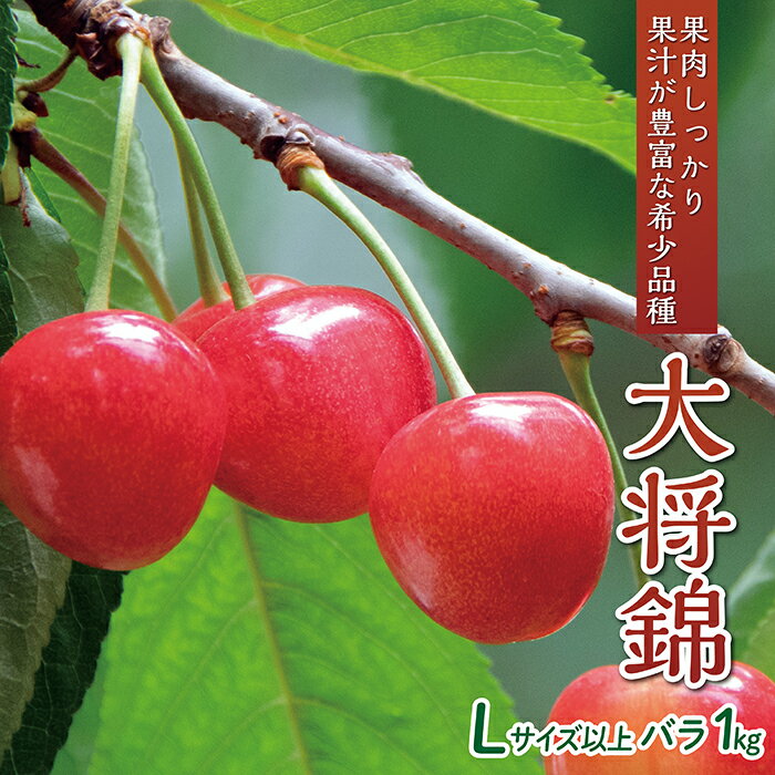 【ふるさと納税】【令和7年産予約】さくらんぼ「大将錦」Lサイズ以上　バラ1kg