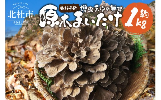 【令和8年産】 増富天空の舞茸　原木まいたけ　約1kg 舞茸 原木舞茸 まいたけ きのこ 肉厚 約1kg 期間限定 ナラの木 北杜市 須玉町産 増富天空の舞茸 北杜市