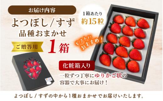 【贈答用】 高級いちご よつぼし すず 品種おまかせセット （15粒 × 1箱） ゆりかご入り いちご 【hfpr002-01】