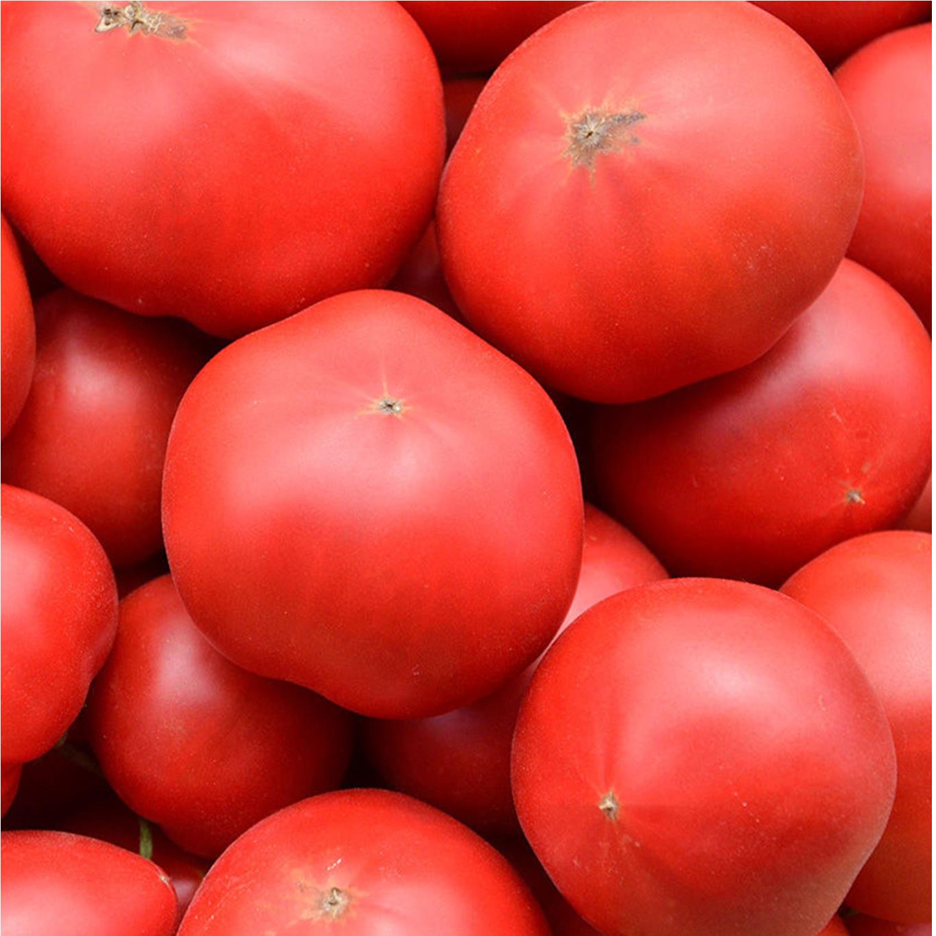 ＜2025年6月下旬よりお届け＞【特選・糖度10度以上】【農園直送】北海道壮瞥産 こだわりフルーツトマト 20玉以上 SBTO005