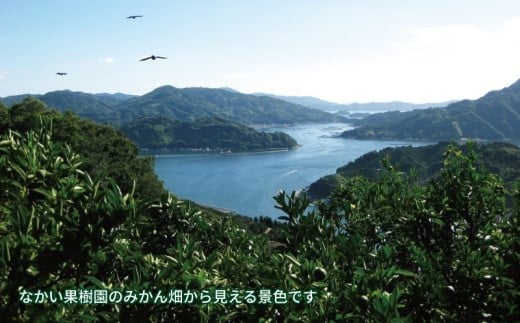 温州 みかん ジュース 720ml×2本 農薬 化学肥料 除草剤 不使用 なかい果樹園 果物 くだもの フルーツ ジュース 飲料 スイーツ 柑橘 温州みかん 蜜柑 mikan 愛媛ミカン 愛媛蜜柑 数