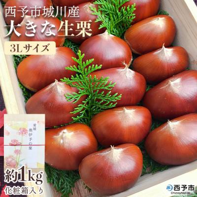 ふるさと納税 西予市 西予市城川産　大きな生栗　サイズ3　1kg(化粧箱入) | 