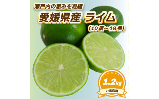 【2026年9月下旬頃から順次発送】 ライム 約1.2kg（10個～18個）ライム らいむ 柑橘  限定 新鮮 希少 香り 瀬戸内 お酒 旬 国産 贅沢 爽快 甘酸 特産 自家製 採れたて 愛媛県 松山市