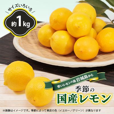 ふるさと納税 上島町 青いレモンの島　レモン約1kg【お試しセット】