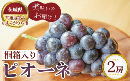 No.316 【先行予約】ピオーネ　桐箱入り2房【茨城県共通返礼品 かすみがうら市】 ／ 旬 新鮮 葡萄 ブドウ 果物 フルーツ 茨城県 特産品