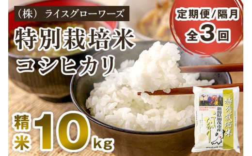 【令和7年産】【定期便3回隔月お届け】新潟県加茂市産 特別栽培米 コシヒカリ 精米 10kg（5kg×2）《順次出荷》 従来品種コシヒカリ 新潟県産コシヒカリ 新潟産コシヒカリ 新潟コシヒカリ 新潟県産こしひかり 新潟産こしひかり 新潟こしひかり コシヒカリ こしひかり お米 白米 米 定期便 （株）ライスグローワーズ