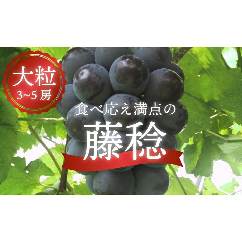【ふるさと納税】 【2026年先行予約】大粒で食べ応え満点！ 藤稔の上級品 3～5房入 計2.0kg～ (岡山県産) 【8月以降順次発送】 / ふじみのり 藤みのり ぶどう ブドウ 葡萄 先行予約 フルーツ 果物 真庭市 フルーツ王国 きよとう果樹園 【KF-B002-02】