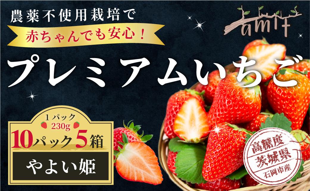 
                  農薬を使わず育てた安心安全 イチゴ やよいひめ 10パック いちご 苺 ナノバブル水素水使用 農薬不使用 希少 国産 果物 フルーツ くだもの 冬 旬 産地直送 農家直送 産直 甘い デザート スイーツ 家庭用 贈答 贈答用 茨城 茨城県 石岡市 (A14-011)
                