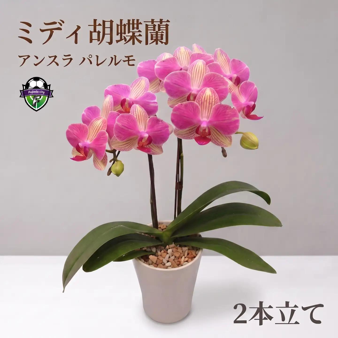 胡蝶蘭 アンスラ パレルモ 2本立 花 ミディ胡蝶蘭
