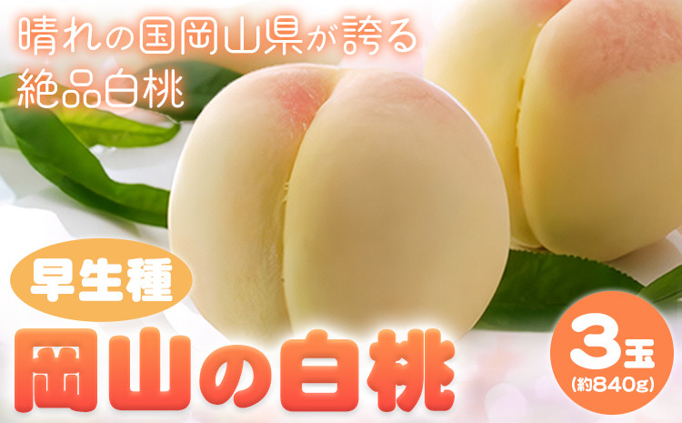 
            【令和8年度先行予約】岡山の白桃 早生種 3玉 約840g 晴れの国 おかやま館(つむぐ株式会社) 《2026年6月下旬-7月中旬頃出荷》岡山県 浅口市 フルーツ モモ 果物 青果 旬【配送不可地域あり】（離島） st-p
          