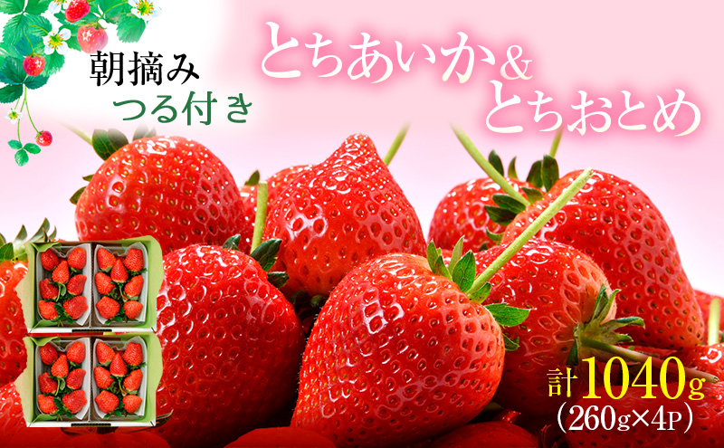 あいか×おとめハーフ＆ハーフ 4パック （3月～5月発送） いちご 果物 フルーツ 苺 イチゴ くだもの とちあいか とちおとめ 朝取り 新鮮 美味しい 甘い