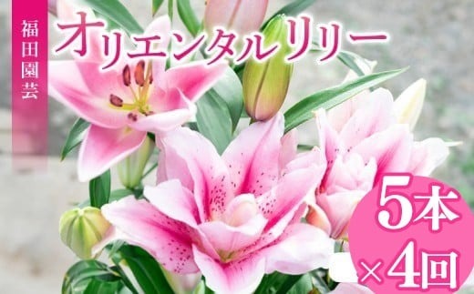 定期便4回 ユリ オリエンタルリリー 5本 花 切り花 プレゼント 贈り物 ギフト 誕生日 記念日 つぼみ 大輪 ピンク 白 香り 優雅 華麗 ブーケ フラワーアレンジメント 観賞用 インテリア 季節の花 高級感 花束 生花 福田園芸 オリエンタルハイブリッド 安芸市 高知県