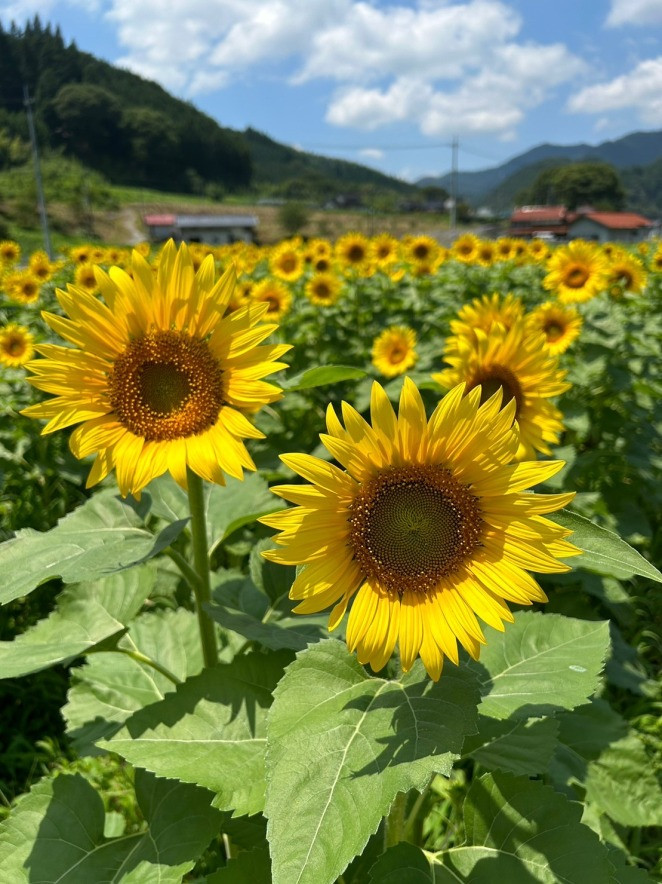 地域が元気になるように、そして新たな観光の名所になるように。千屋地域をひまわり畑が彩ります。