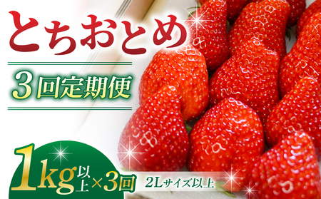 【３回定期便】東御市産いちご「とちおとめ」（１kg以上）