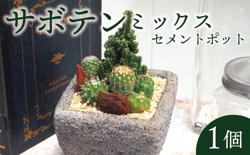 
                  サボテン セメントポット 植物 インテリア 観葉植物 京都府 京都 久御山町 久御山 デルムンド
                