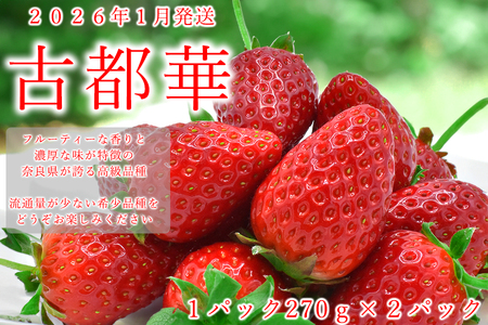 【先行予約】【1月発送】奈良県の高級イチゴ「古都華」  ///  古都華いちご古都華いちご古都華いちご古都華いちご古都華いちご古都華いちご古都華いちご古都華いちご古都華いちご古都華いちご古都華いちご古都華いちご古都華いちご古都華いちご古都華いちご古都華いちご古都華いちご古都華いちご古都華いちご古都華いちご古都華いちご古都華いちご古都華いちご古都華いちご古都華いちご古都華いちご古都華いちご古都華いちご古都華いちご古都華いちご古都華いちご古都華いちご古都華いちご古都華いちご古都華いちご古都華いちご古都華いちご古