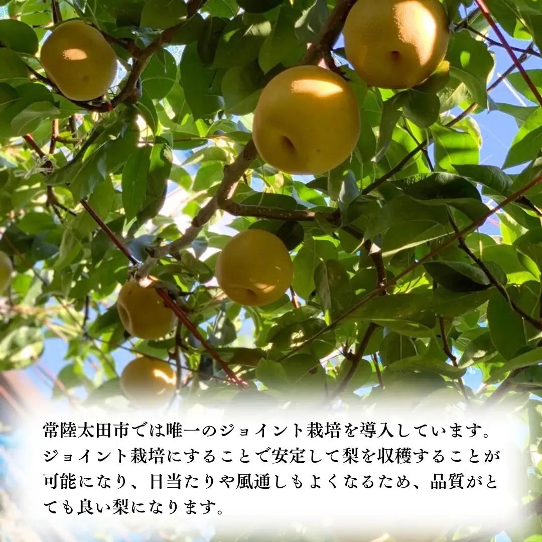 【 2026年 先行予約 】 厳選 2種！恵水 と 秋月 の 食べ比べセット 約5kg 8玉～10玉 【 茨城県共通返礼品 ／ 常陸太田市 】 桧山果樹園 フルーツ 甘い 直送 茨城 限定 ギフト 梨