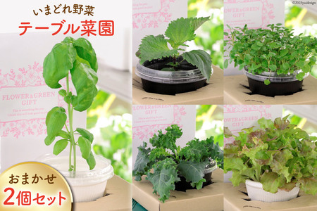 野菜 いまどれ野菜「テーブル菜園」おまかせ２個セット [SPミヤザキ 宮崎県 日向市 452060212] 栽培キット 水耕栽培 ポット キット 室内 家庭菜園 新鮮