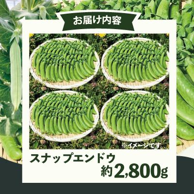 ふるさと納税 大館市 スナップエンドウ  プリッと甘い!約2800g |  | 02