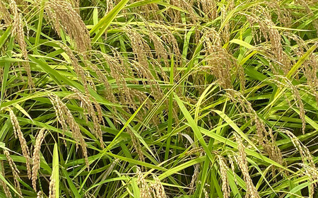 【令和5年産】平泉町産もち米 こがねもち 10kg（10kg×1袋） / お米 こめ 玄米 岩手ひとめぼれ 減農薬栽培 産地直送 令和5年産 予約受付中 健康志向 ご飯 ごはん おにぎり お弁当 ギフ