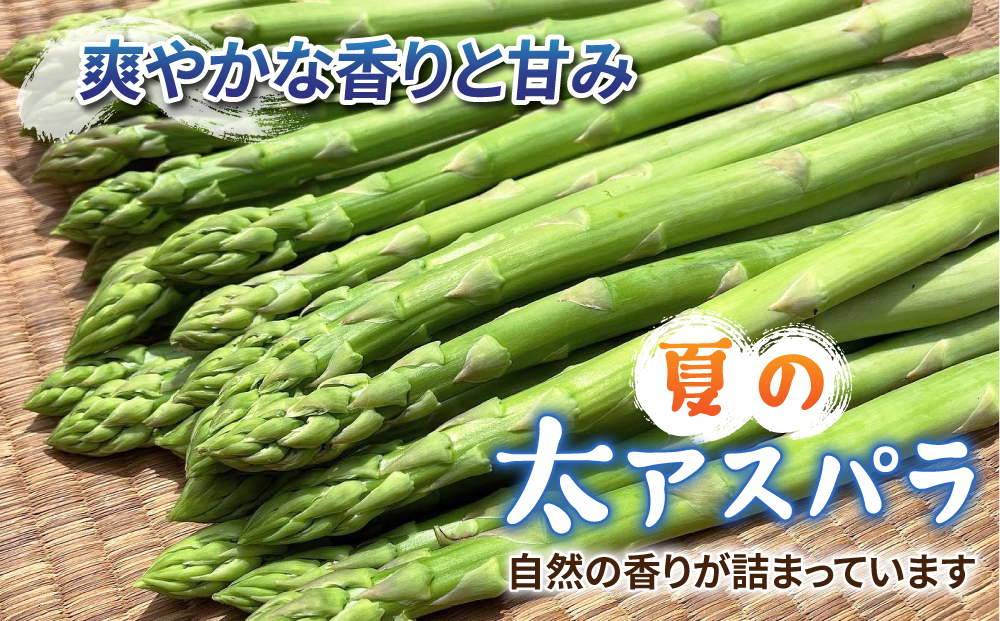 【先行受付2026年発送】農家直送！新鮮！夏獲れ太（L～2L）アスパラ約1.5kg（およそ35～50本）｜のららぼ農園　※2026年7月上旬～9月中旬発送予定
