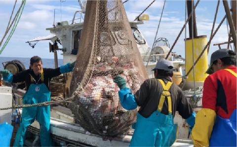 福岡糸島地魚6点セット（鯛/干物/フィレ/わかめ）本格お家ごはんセット 徳栄丸 [APD008]