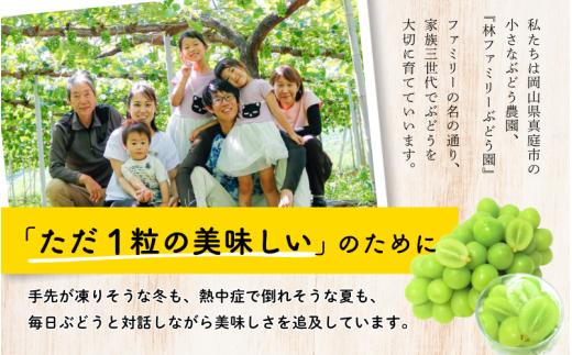 岡山県真庭市 林ファミリーぶどう園 朝に収穫したブドウを新鮮なまま当日出荷