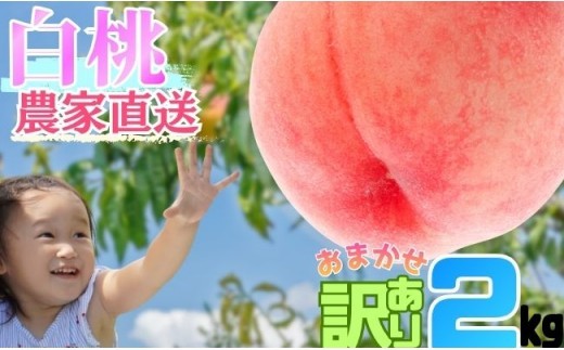 
                  白桃 【 ご家庭用 訳あり 】 選べる 2kg ・ 3kg 【2026年8月中旬発送】山形県 朝日町産 農家直送 山形産 家庭用 もも モモ 桃 ピーチ 果物 フルーツ 夏
                