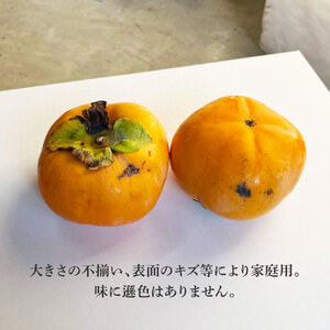 【先行予約】秋の味覚！土佐の袋掛け次郎柿 8〜13玉 家庭用〈2026年10月?発送〉 かき カキ 甘い 美味しい おいしい 果物 フルーツ 常温 ご自宅用 故郷納税 ふるさとのうぜい 返礼品【嬉龍】