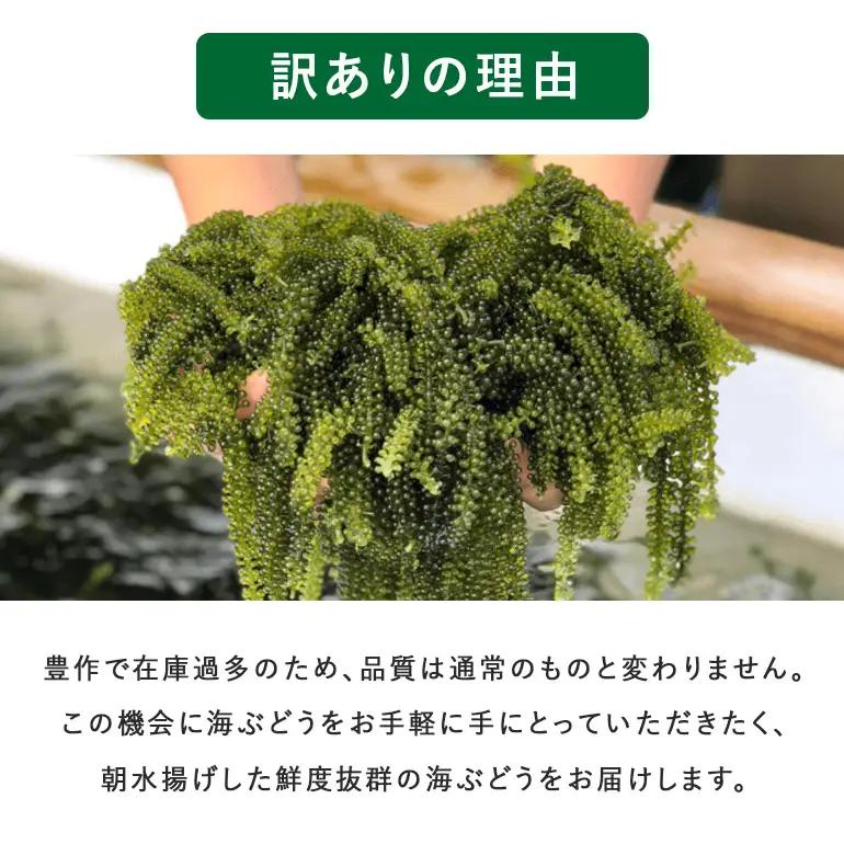 ぷちぷち海ぶどう 300g 訳あり 沖縄県 海ぶどう 海ブドウ ウミブドウ 沖縄 大人気 特産物 お土産 健康 栄養 美容 美肌 ダイエット ミネラル マグネシウム カルシウム 鉄分 タレ付き おつま