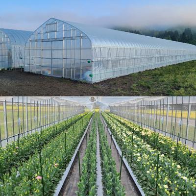 ふるさと納税 東成瀬村 トルコギキョウおまかせセット (10〜15本)【先行受付】|07_khf-011501 |  | 03