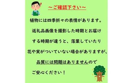 緑の力で地球を元気に!＜ウエストリンギア＞15cmポット2本セットオーストラリアンローズマリー