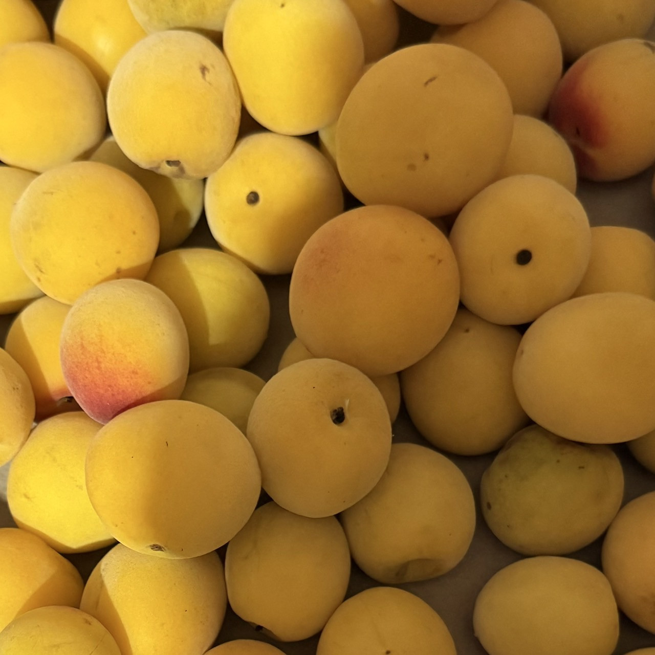 黄色～完熟梅 南高梅 5kg DJ068_イメージ3