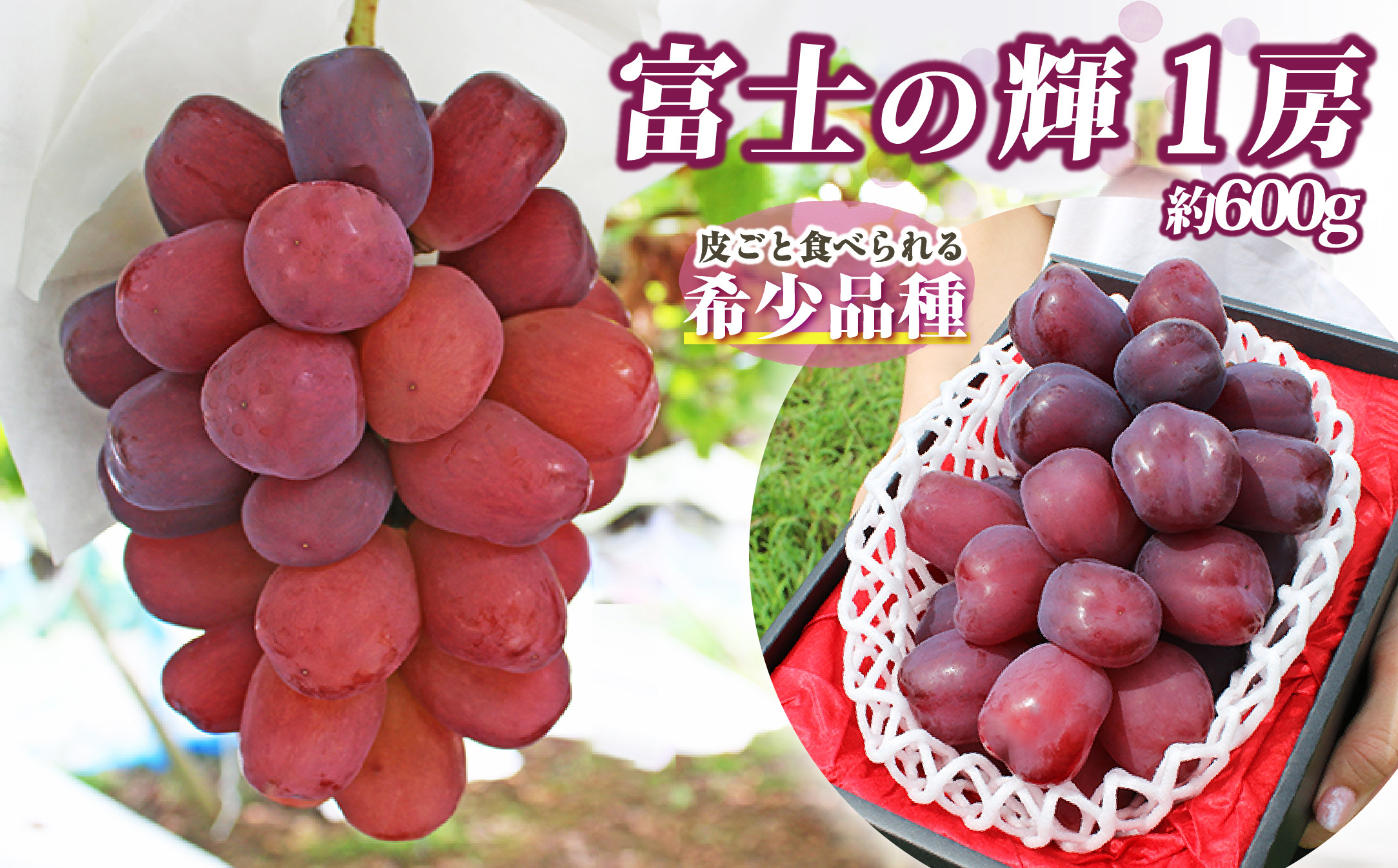 【2026年発送★先行予約】山梨県産 富士の輝 1房(約600g) 180-011