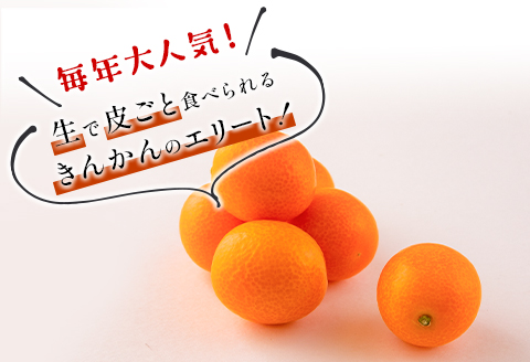  先行予約 数量限定 完熟きんかん たまたま 計3kg以上 (3kg×1箱) フルーツ 果物 くだもの 柑橘 金柑 国産 食品 期間限定 大粒 宮崎ブランド 希少 おすすめ デザート おやつ ギフト 