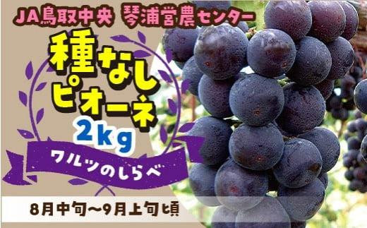 【先行予約】数量限定 ピオーネ 種なし 2kg