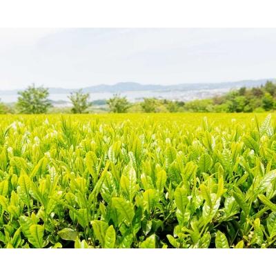 ふるさと納税 松江市 宝箱の有機茶ティーバック |  | 01