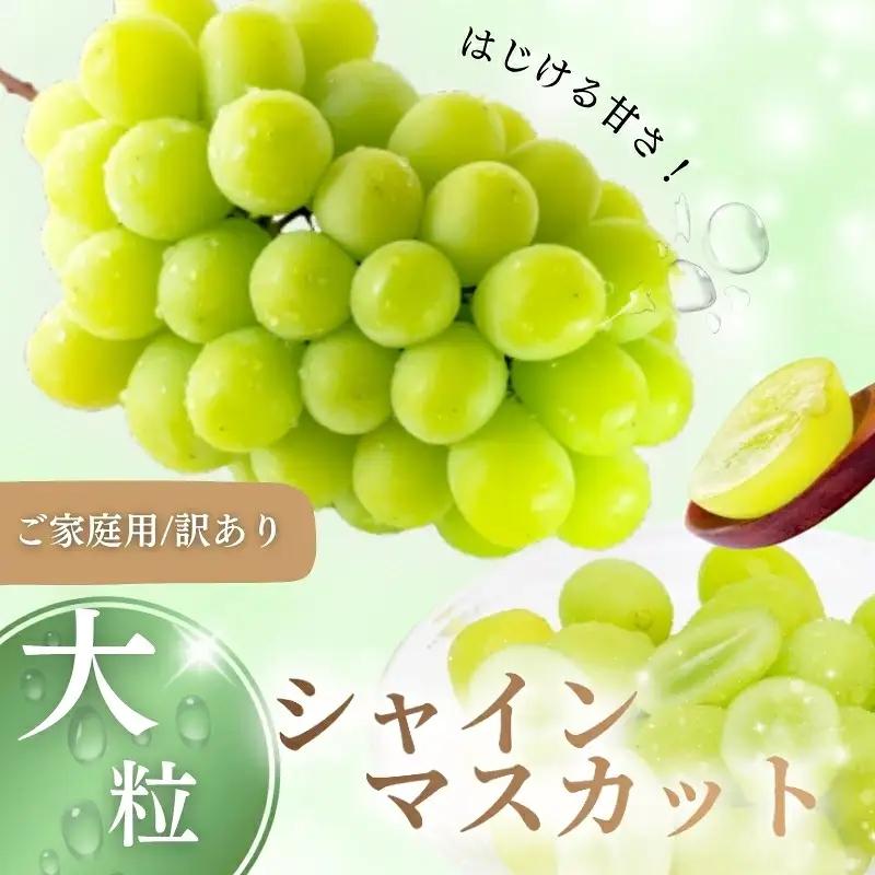 訳あり シャインマスカット 岡山県産訳ありシャインマスカット約1.8kg  【nisfarm014-02】
