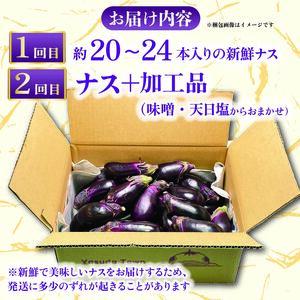 先行受付 ナス 定期便 計約50本 | ナス TR-2000
