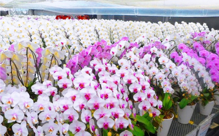 【2本立ち5.5寸】生産農家直送！胡蝶蘭 1鉢【足柄金太郎洋蘭園】開成町 洋蘭 蘭 お花 生花 鉢花 鉢 [BDAB006]