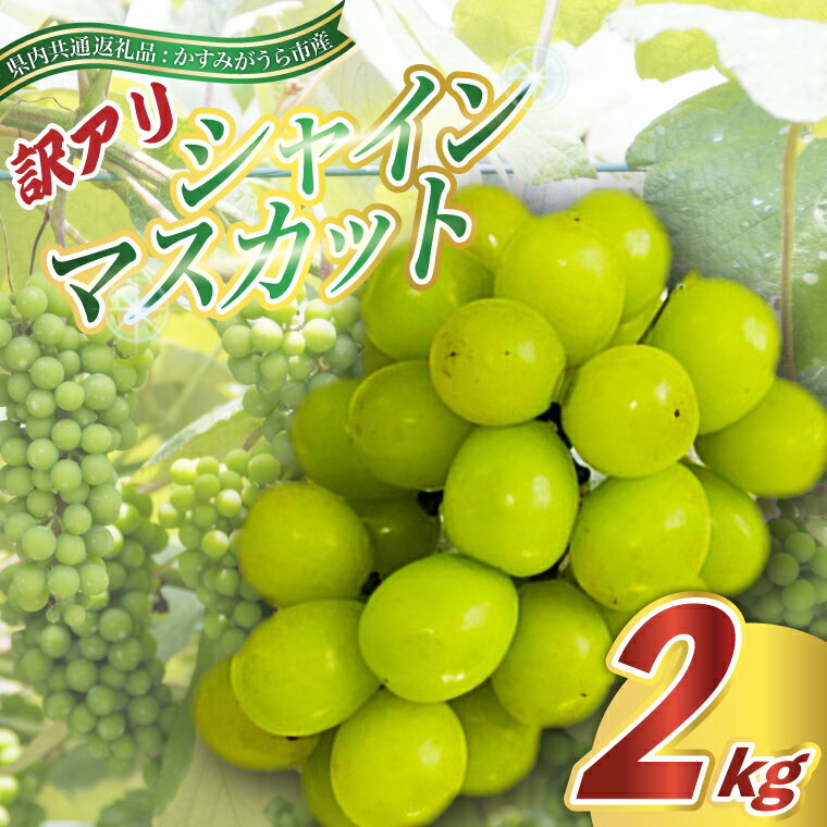 【ふるさと納税】【2025年9月より順次発送】訳ありシャインマスカット2kg(県内共通返礼品:かすみがうら市産)【配送不可地域：離島・沖縄県】 (BR076)
