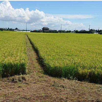 ふるさと納税 鹿嶋市 令和7年産新米 【栽培期間中農薬不使用】こしひかり 玄米5kg茨城県共通返礼品・行方市産 |  | 02