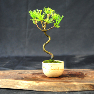 赤石の泉 黒松（鉢植え） S-28