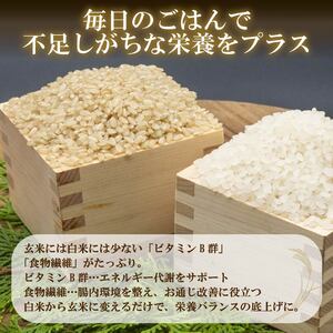 【 定期便6回 】 こだわりの玄米ごはんパック 120g 48個 こしひかり